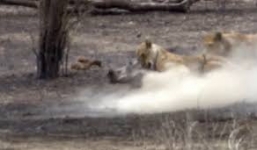 Sư tử xẻ thịt lợn rừng để cứu con