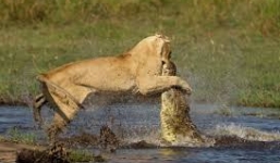 Sư tử bị cá sấu truy sát dưới sông