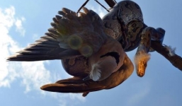 Khoảnh khắc trăn 'khủng' siết chết chim bồ câu trên cành cây