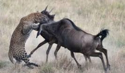 Báo gấm choáng váng vì bị linh dương phản đòn