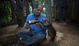 Chuột khổng lồ thích được ôm hôn và uống rượu với chủ