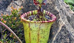 9 loài cây hiếm nhất hành tinh