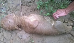 Quảng Ngãi: Bê con có bộ mặt của “trẻ sơ sinh”