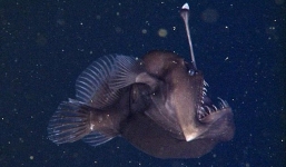 Hình ảnh sống đầu tiên của loài cá cực dị dưới biển sâu