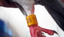 Công an tiếp nhận bồ câu 'lạ', cánh có chữ Trung Quốc