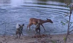 Chó hoang lôi tuột linh dương lên bờ xẻ thịt
