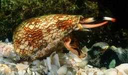 10 loài động vật nhỏ bé nhưng cực kỳ nguy hiểm