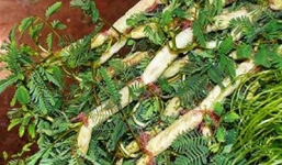 Lợi ích chữa bệnh của 'thần dược' rau rút