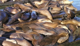 Peru: Nghi vấn ngư dân đầu độc khiến sư tử biển chết la liệt