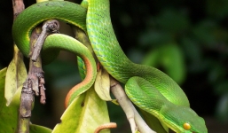 Rắn lục đuôi đỏ dài gần 1 mét tấn công người dân ở Đà Nẵng