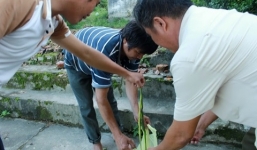 Tin đồn có người thả rắn lục đuôi đỏ cắn người: Chính quyền lên tiếng