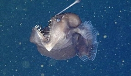 Phát hiện loài cá ăn thịt có bộ mặt 'quỷ dữ'