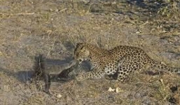 Những pha săn mồi liều lĩnh của loài lửng