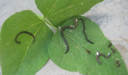 Người dân hoang mang vì sinh vật lạ giống đỉa nở trên rau