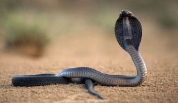 “Thần y” hoá giải nọc độc rắn 