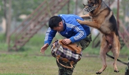 Clip: Tận mắt xem cảnh huấn luyện chó nghiệp vụ