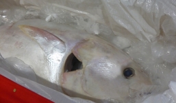 Bắt được cá ngừ khổng lồ 118kg, trắng như ngọc trai cực hiếm