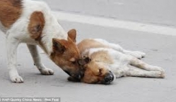 Clip cảm động: Chú chó cố lay gọi bạn bị xe đâm