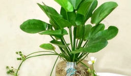 Cách chọn cây cảnh trồng trong nhà