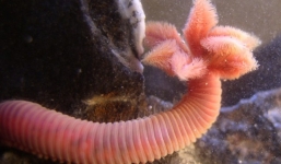 10 sinh vật “bất tử” trên trái đất