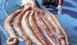 Mực 'khổng lồ' dài gần 8m sa lưới ngư dân