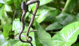 Nhện thợ dệt khủng xơi tái con rắn dài nửa mét