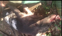 Bị heo rừng rượt đuổi, nam thanh niên vứt xe máy leo lên cây thoát thân