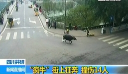 Trung Quốc: Bắn hạ trâu 'điên' tấn công 14 người ngay trên phố