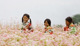 Clip: Chiêm ngưỡng hoa tam giác mạch và chợ phiên Đồng Văn