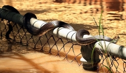 Kinh hoàng những vụ rắn ồ ạt tấn công khu dân cư