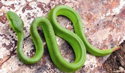 'Rắn lục đuôi đỏ nhiều do người thả' là tin đồn thất thiệt