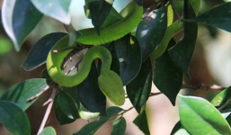 Rợn người cảnh hàng trăm rắn lục đuôi đỏ ấn náu trên cây