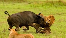 Mẹ con trâu rừng đơn độc chống trả 2 con sư tử