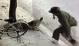 Trộm chó táo tợn bằng súng điện giữa ban ngày