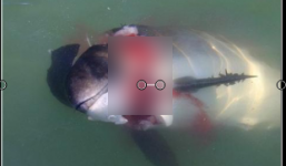 Ám ảnh khoảnh khắc hải cẩu xám xẻ thịt cá heo