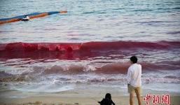 Ngỡ ngàng xem thủy triều đỏ xuất hiện ở bãi biển Trung Quốc