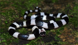 Hưng Yên: Đang ngủ, rắn cạp nia bò vào giường cắn