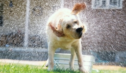 12 lý do kỳ lạ nhất khiến những người chủ bỏ rơi chó cưng