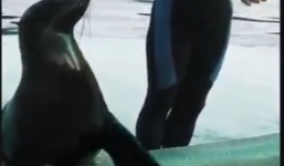 Video hải cẩu vừa vỗ chào khán giả vừa tập diễu hành 