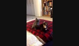 Hai chú mèo 'quẩy' theo nhạc cực đỉnh