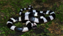 Nhận biết triệu chứng, mức độ nguy hiểm của từng loại rắn độc