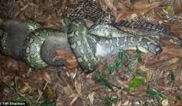 Xem trăn khủng nhả ra con gà đang nuốt dở