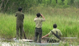 Cá sấu sổng chuồng đã bị bắn chết