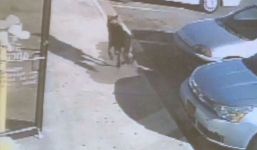 Chú chó thiệt mạng vì lao ra đỡ đạn cứu chủ