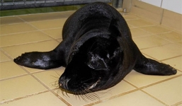 Xem hải cẩu vừa hứng vòng vừa tung hứng đùa nghịch đáng yêu