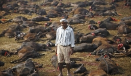 Hãi hùng cảnh giết hơn 6000 con trâu đẫm máu trong lễ tế thần Nepal