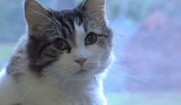 Bí ẩn khoa học: chó 'thôi miên', mèo 'đoán trước' cái chết