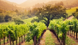 Ngắm vẻ đẹp mê hồn của thung lũng trồng nho nổi tiếng thế giới