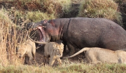 Xem hà mã “tử chiến” với 4 con sư tử cái