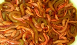 Ai không nên ăn rươi